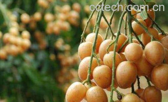 野黄皮的功效与作用 野黄皮的食用方法-1