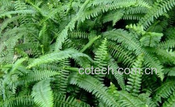 肾蕨的功效与作用 肾蕨的养殖方法-1