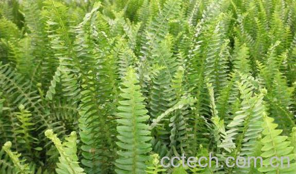 肾蕨的功效与作用 肾蕨的养殖方法-0