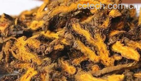 川黄连的功效和副作用-1