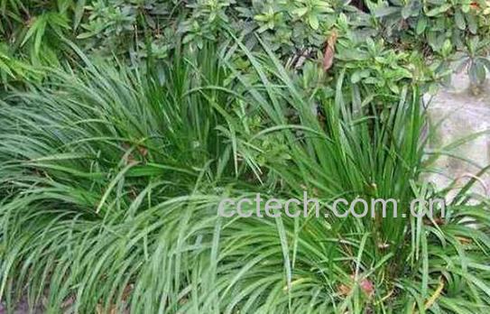 石菖蒲的功效与作用及禁忌-0