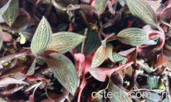 石蚕的功效与作用及药用价值-1