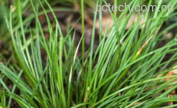 石菖蒲的功效与作用及禁忌-1