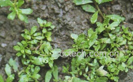 地胡椒的功效与作用及禁忌-1