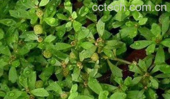 地胡椒的功效与作用及禁忌-0