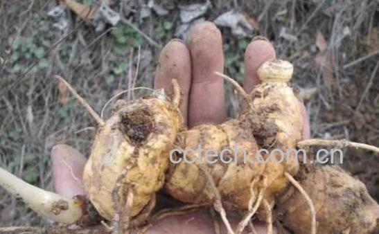 老虎姜的功效与作用 老虎姜的禁忌-1