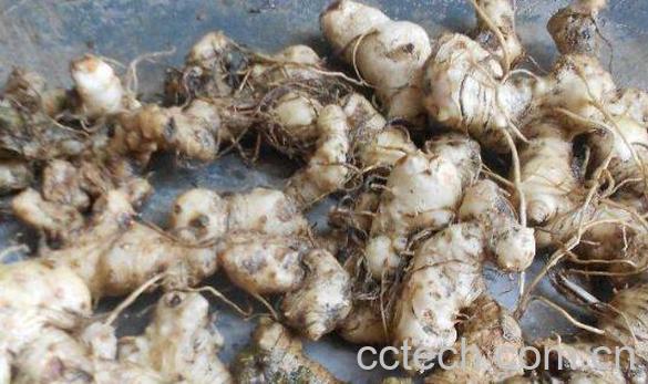 老虎姜的功效与作用 老虎姜的禁忌-0