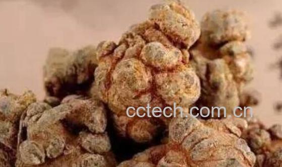 田三七的功效与作用及禁忌-1