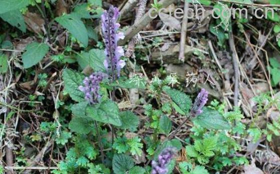 半枝莲的功效与作用 半枝莲的副作用-1