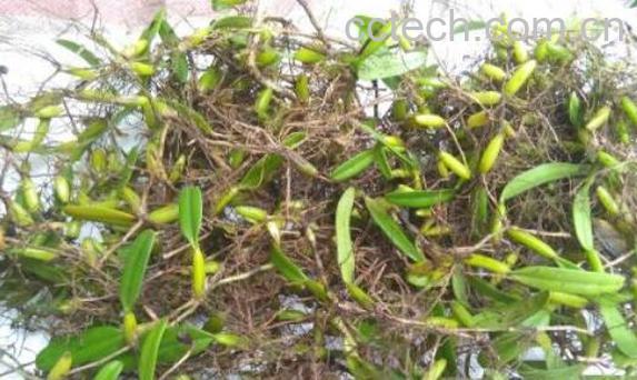 石串莲和石橄榄的区别-0