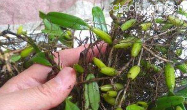 石串莲和石橄榄的区别-1