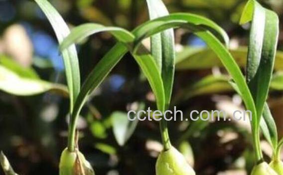 野生石豆兰功效与作用-0