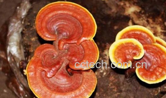 中药须芝草的功效与作用及药用价值-0