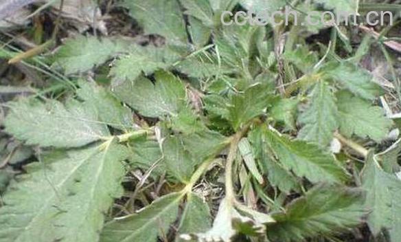 翻白草泡水喝的功效与禁忌-1