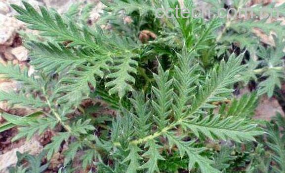 翻白草泡水喝的功效与禁忌-0