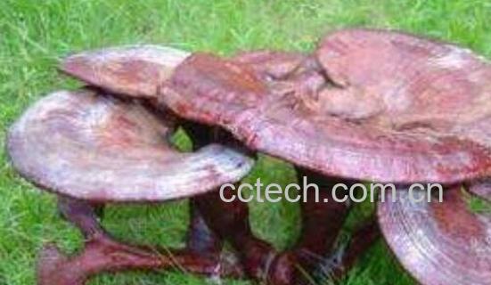 中药须芝草的功效与作用及药用价值-1