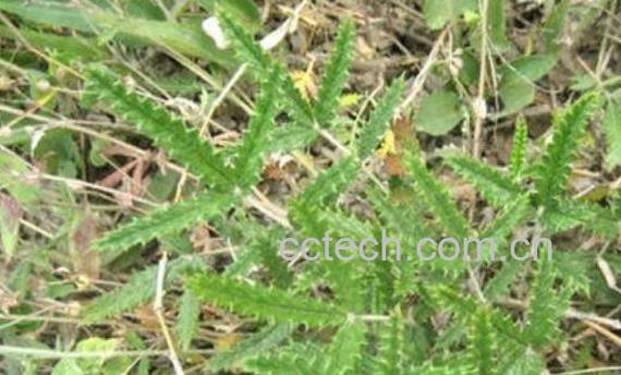 翻白草的功效与作用 翻白草的副作用-0