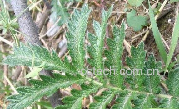 翻白草的功效与作用 翻白草的副作用-1