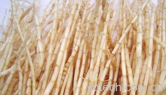 白茅根的功效与作用 白茅根的危害-1