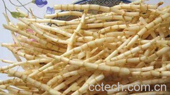 白茅根的功效与作用 白茅根的危害-0