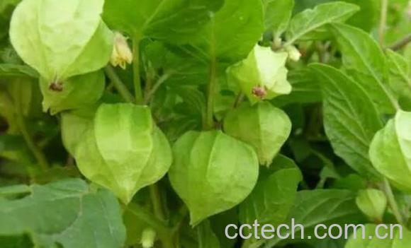 灯笼草泡水喝的功效与禁忌-1