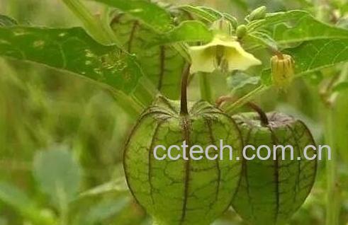 灯笼草泡水喝的功效与禁忌-0