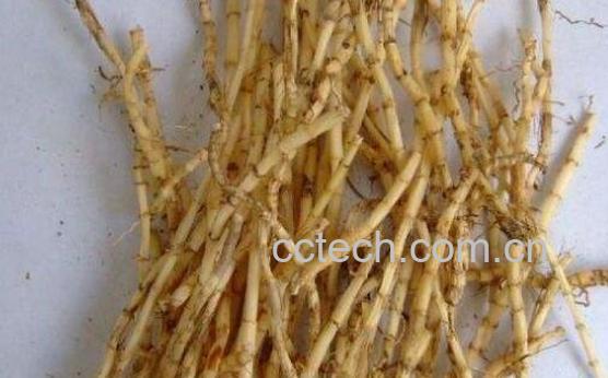 白茅根泡水喝的功效-1