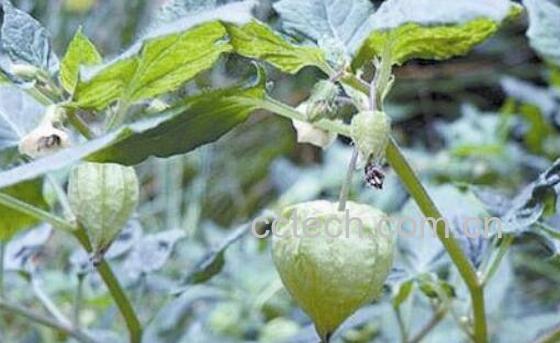 灯笼草的功效与作用 灯笼草的副作用-0