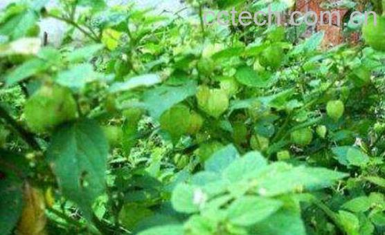 灯笼草的功效与作用 灯笼草的副作用-1