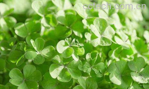 苜蓿草的功效与作用 苜蓿草的副作用-1
