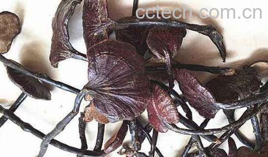 黑灵芝和竹灵芝的区别 吃灵芝的好处-0