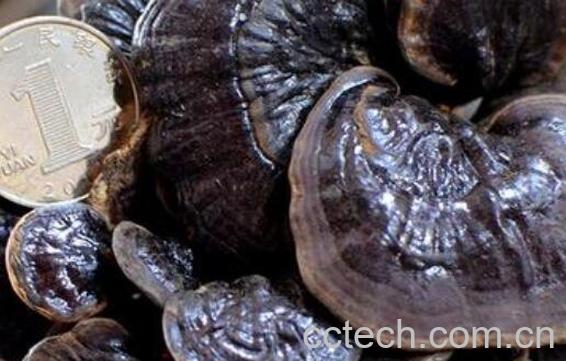 黑灵芝和竹灵芝的区别 吃灵芝的好处-1