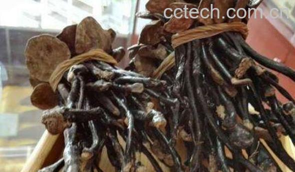 竹灵芝的功效与作用 竹灵芝什么人不能吃-0