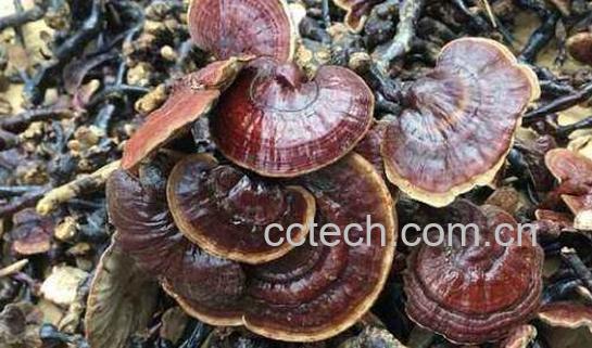 竹灵芝的功效与作用 竹灵芝什么人不能吃-1