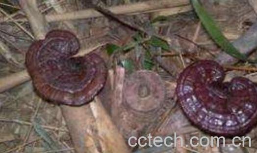 竹灵芝怎么吃 竹灵芝的食用方法-1