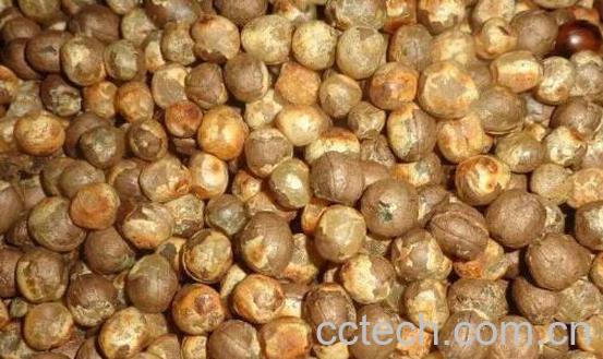 竹实是什么 竹实怎么吃-1