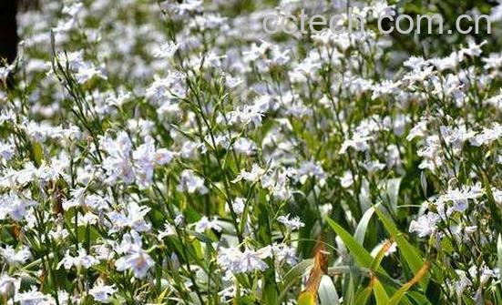  竹花泡水喝有哪些好处-0