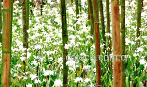  竹花泡水喝有哪些好处-1