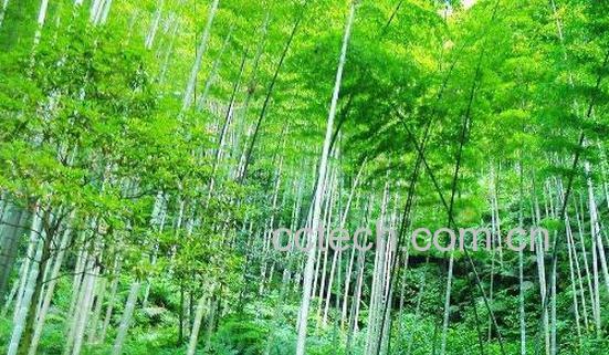 竹子根的功效与作用及禁忌-0