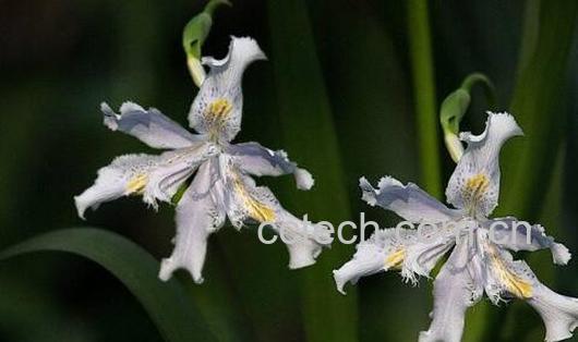 竹花泡酒的功效及禁忌-0