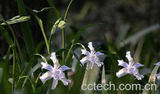 竹花泡酒的功效及禁忌-1