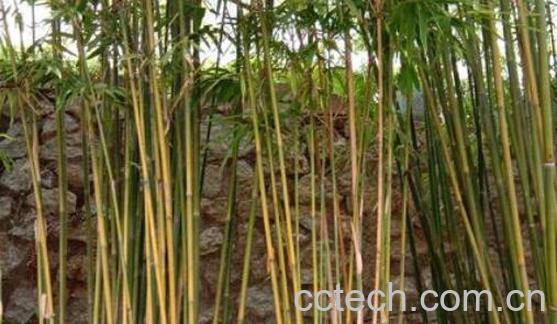 竹子根的功效与作用及禁忌-1