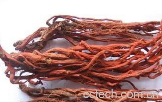 藏丹参的功效与作用及食用方法-1