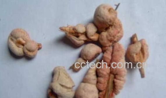 竹黄泡水喝的功效与作用 竹黄怎么吃功效最好-1