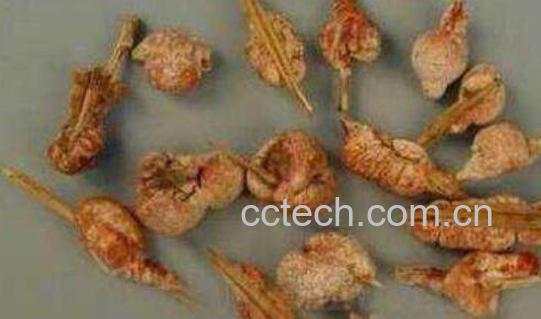 竹黄泡水喝的功效与作用 竹黄怎么吃功效最好-0