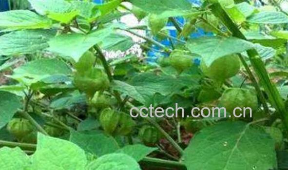 水灯笼草的功效与作用及食用方法-1