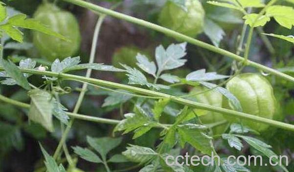 水灯笼草的功效与作用及食用方法-0