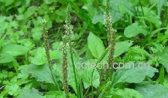 平车前的功效与作用及禁忌-1