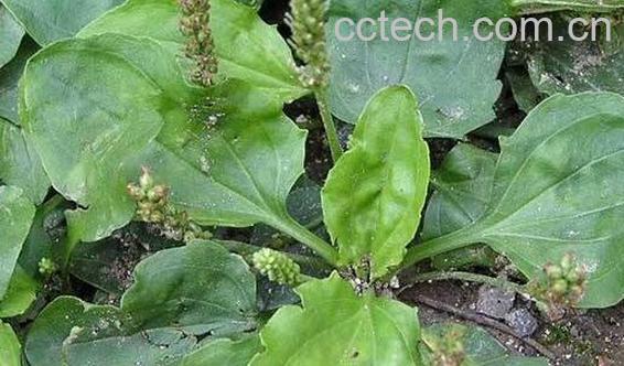 平车前的功效与作用及禁忌-0