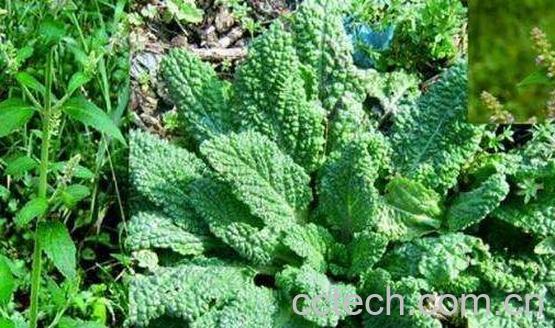 癞蛤蟆草的功效与作用及禁忌-1